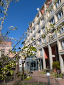 Blühender Zweig vor Gebäude.